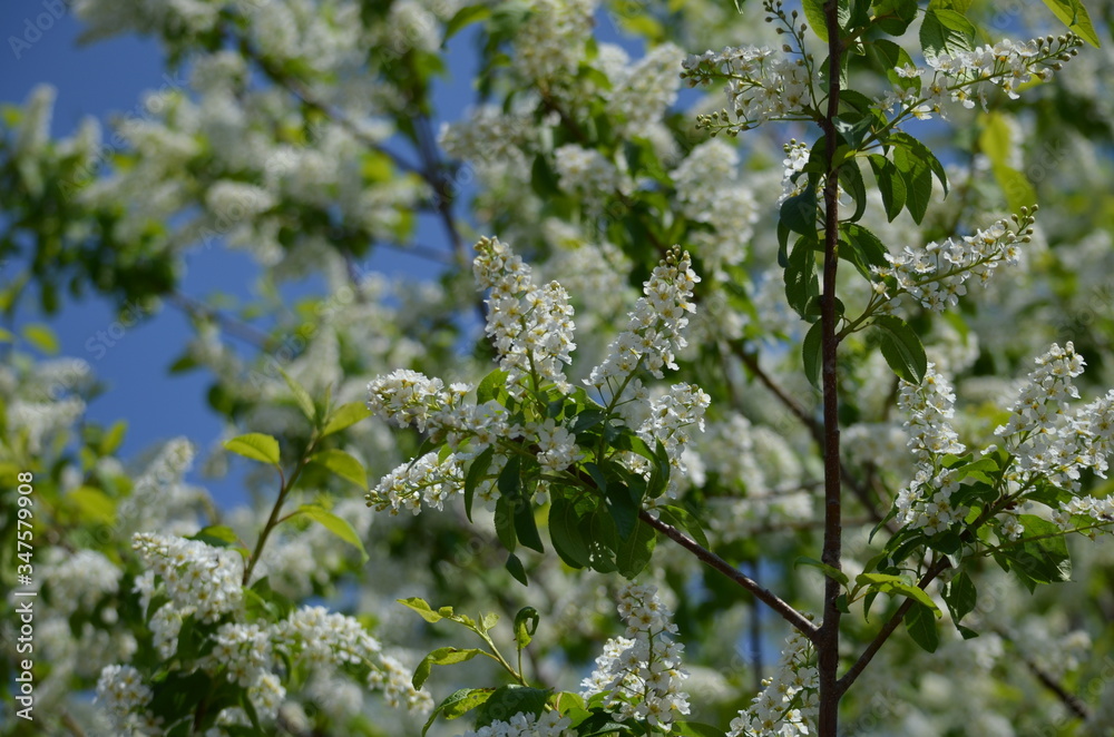 green leaves in spring green leaves in spring