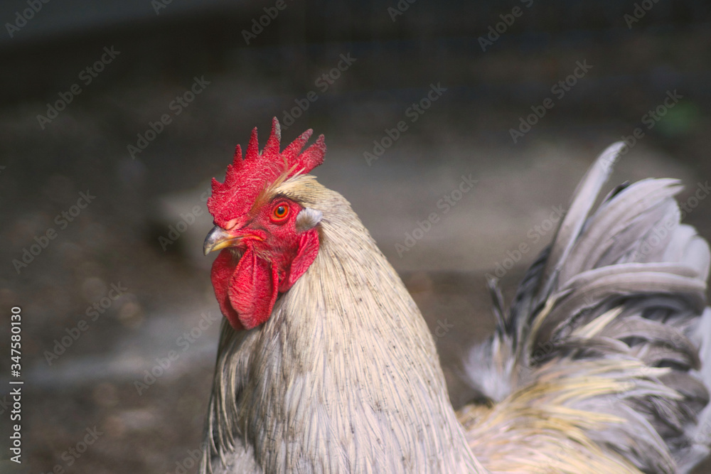 Naklejka premium Hahn