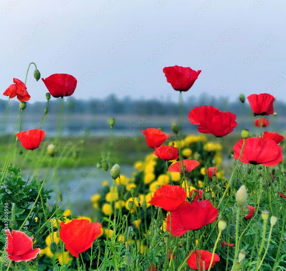 Obraz premium red poppy flowers