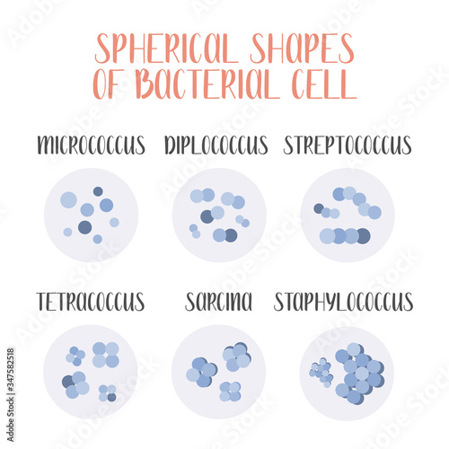 Bacteria classification. Spherical shapes of bacteria, cocci. Types and different forms of bacterial cells. Morphology. Microbiology. Vector flat illustration