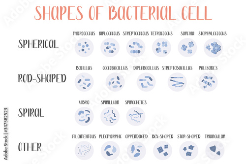 Bacteria classification. Shapes of bacteria. Types and different forms of bacterial cells: spherical (cocci), rod-shaped (bacilli), spiral and other. Morphology. Microbiology. Vector flat illustration photo