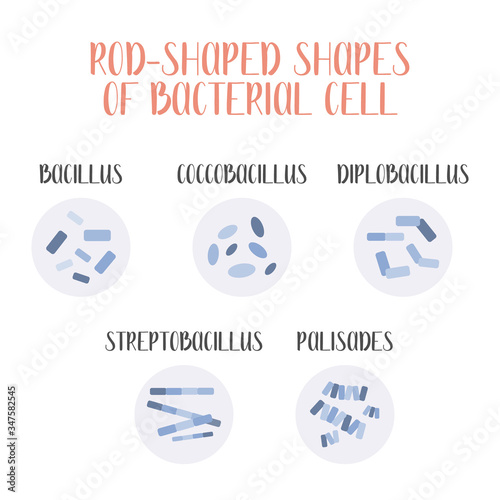 Bacteria classification. Rod-shaped shapes of bacteria, bacilli. Types and different forms of bacterial cells. Morphology. Microbiology. Vector flat illustration