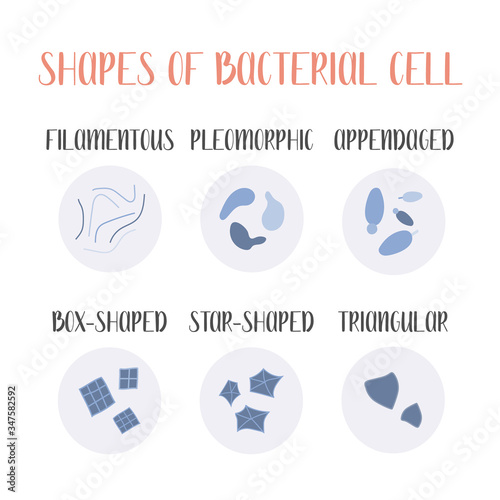 Bacteria classification. Irregular shapes of bacteria. Types and different forms of bacterial cells. Morphology. Microbiology. Vector flat illustration