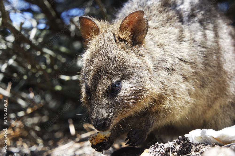 Naklejka premium Little marsupial