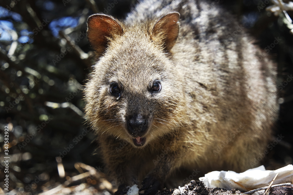 Wild quokka on Rottnest Island Wild quokka on Rottnest Island
