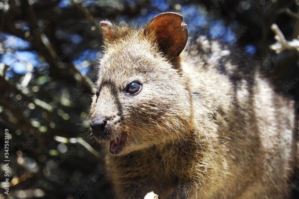 Obraz premium Quokka's face
