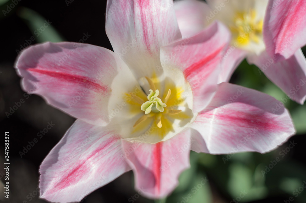 Blossoming tulips garden