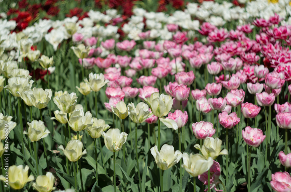 Blossoming tulips garden