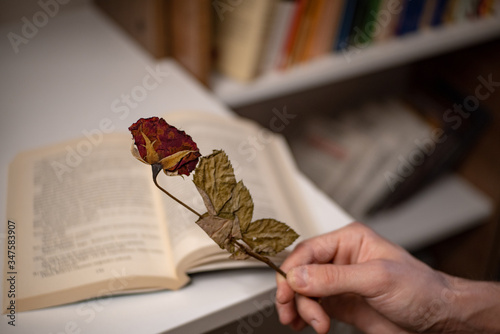 Dried Red Rose Pressed between book pages
