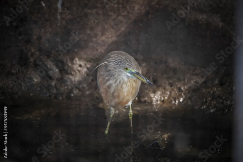 Kuntul is a white Egret on muddy ricefield at Situbondo photo