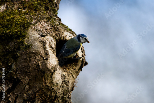 Modraszka odwiedzająca gniazdo. Ptak mieszkający w dziupli