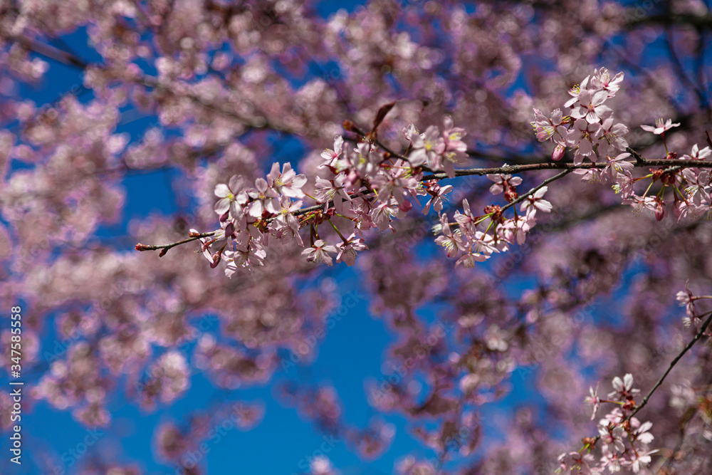 Pink sakura flowers on a bright blue sky background.
Beautiful pink and blue background for text.
Beautiful floral nature spring abstract background.
Sakura branches