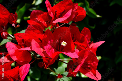 A closeup of freshly blossomed bougainvillea flowers