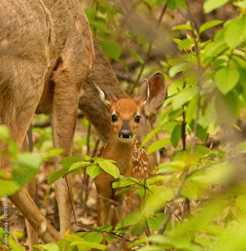 whitetail fawn standing beside its mother