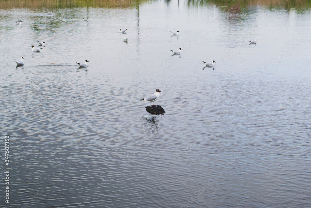 seagull in the middle of a lake on a car wheel