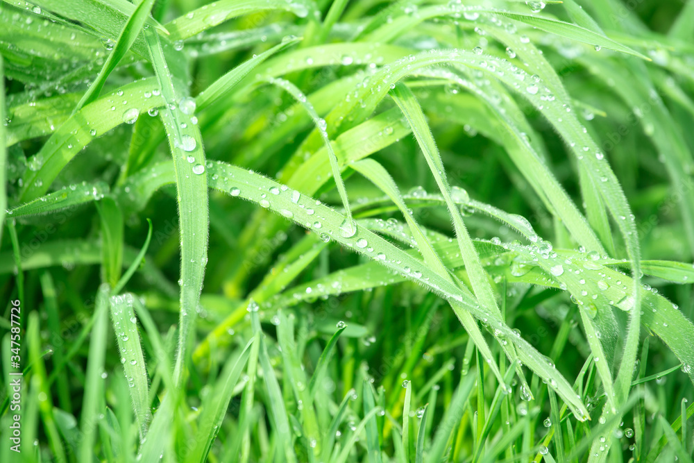 grass, after rain, with drops of water. Selective focus grass, after rain, with drops of water. Selective focus