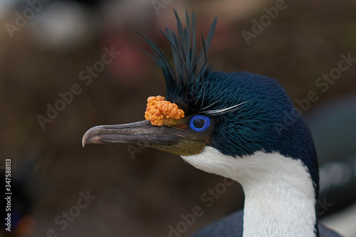 Portrait of an Imperial Shag (Phalacrocorax atriceps albiventer) in breeding plumage on the cliffs of Saunders Islands in the Falkland Islands. photo