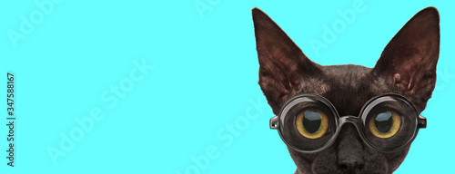 nerdy adorable metis cat looking at camera