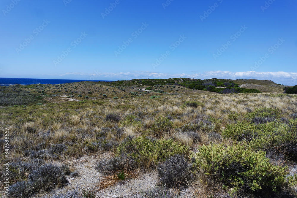 Shrubbery on an island Shrubbery on an island
