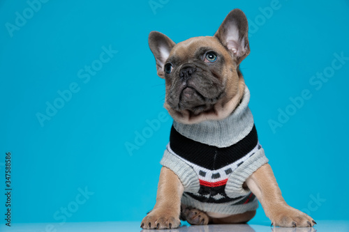 Fototapeta Naklejka Na Ścianę i Meble -  adorable small french bulldog in costume looking up