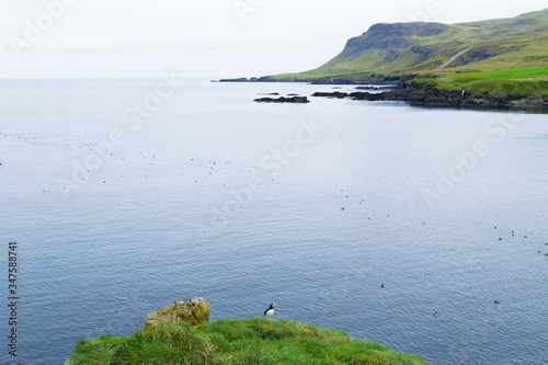 Atlantic puffin from Borgarfjordur fjord, east Iceland photo