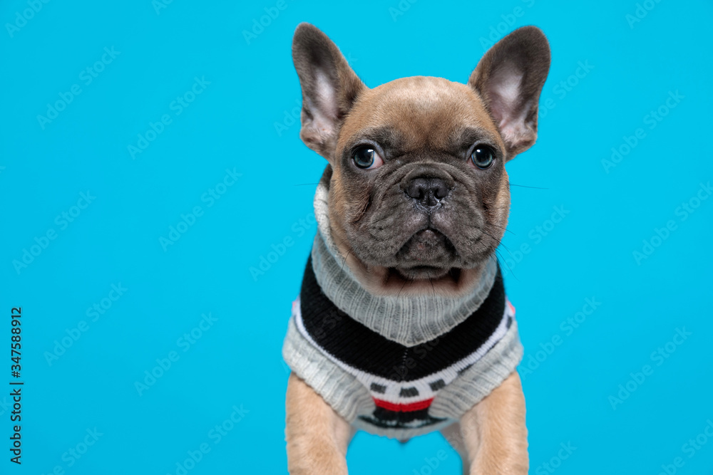 Fototapeta premium cute french bulldog wearing costume