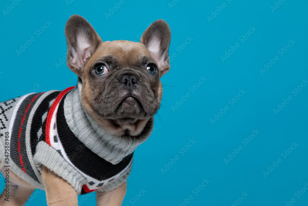 curious french bulldog wearing costume and looking up