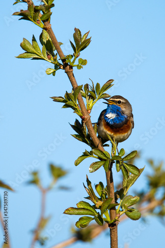 Śpiewający podróżniczek - barwny ptak na gałązce.