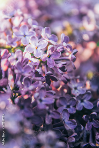 Purple flowers of spring lilac. Spring garden