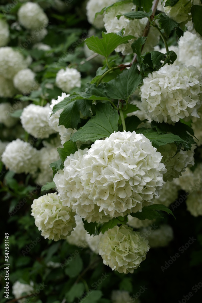 Branch with white flowers of a snowball bush in a garden. Viburnum. Branch with white flowers of a snowball bush in a garden. Viburnum.