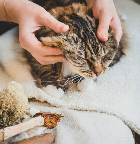 Relieving the cat's tension with a head massage.