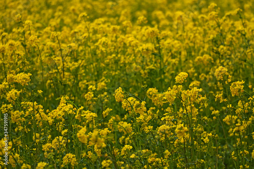 Yellow field rapeseed in bloom, selective focus.