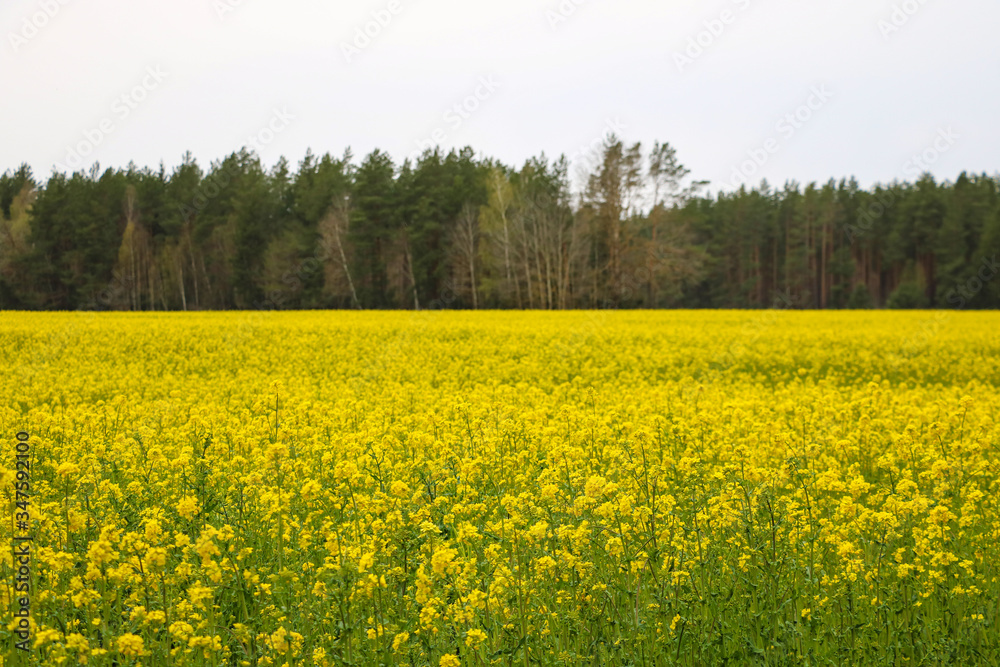 Spring landscape. Picture of oilseed rapeseed on field. Selective focus.