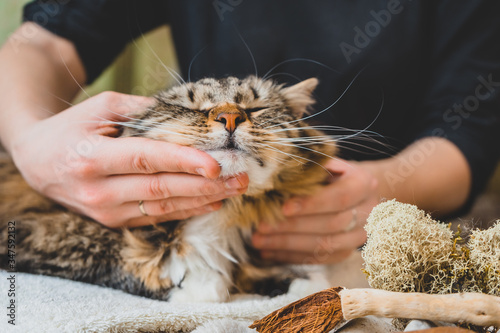 Soothing massage of the head and chin of a furry tabby cat. photo