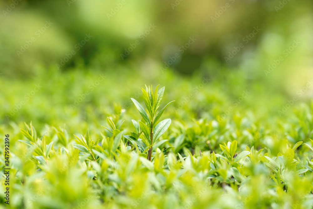 Spring or summer abstract season nature background with grass and bokeh. shrub border Spring or summer abstract season nature background with grass and bokeh. shrub border