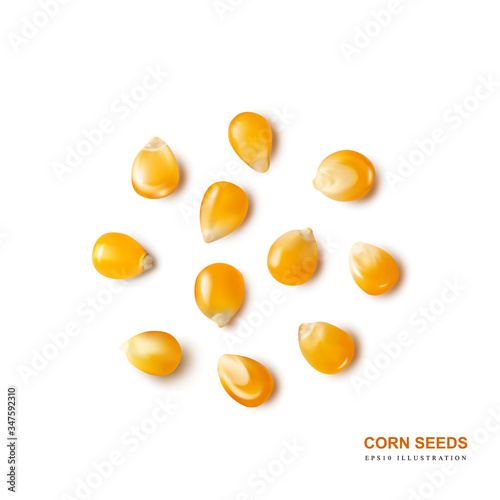 Raw Popcorn Grains Isolated on White Background