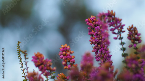 Bruyères en fleur, dans la forêt landaise