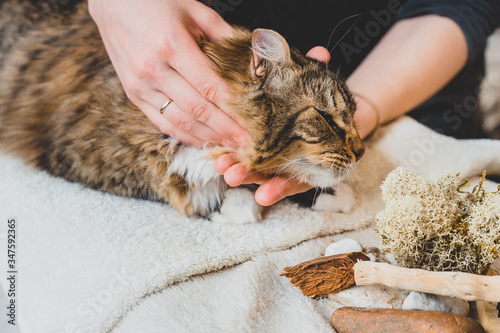 Fototapeta Naklejka Na Ścianę i Meble -  Rubbing the neck area of a furry tabby cat. Massage technique