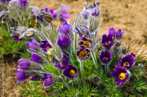 Harvest Flowers of saffron after collection. Crocus sativus. Selective focus. photo