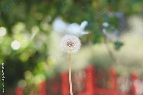 Fototapeta Naklejka Na Ścianę i Meble -  Dandelion in the foreground with nature and color for us to blow and make a personal wish.
