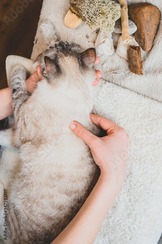 Massage movements with the thumb and forefinger along the spine of the Siamese cat. Massage technique.