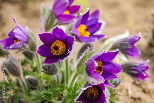 Fototapeta Naklejka Na Ścianę i Meble -  Beautiful first spring flowers crocuses bloom under bright sunlight. Selective focus.