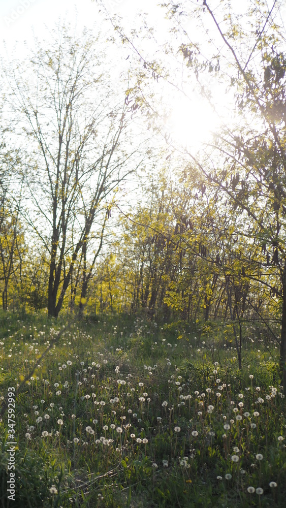 Fototapeta premium dandelion meadow, spring flowers