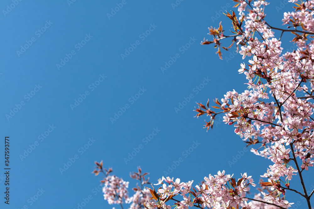 Pink sakura flowers on a bright blue sky background.
Beautiful pink and blue background for text.
Beautiful floral nature spring abstract background.
Sakura branches Pink sakura flowers on a bright blue sky background.
Beautiful pink and blue background for text.
Beautiful floral nature spring abstract background.
Sakura branches