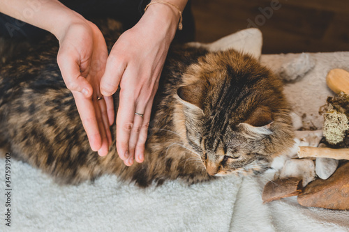 Massage the ribs of your palms over the body of the tabby cat. The view from the top.