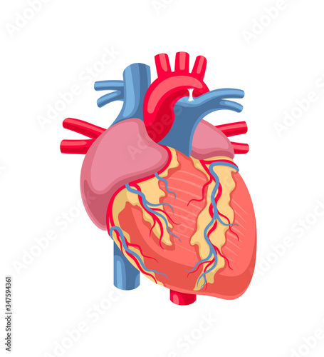 Human heart anatomy