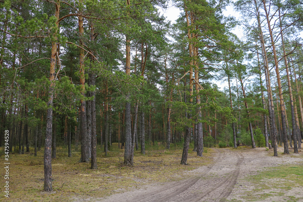 Obraz premium Beautiful young not dense fir and pine forest. Selective focus.