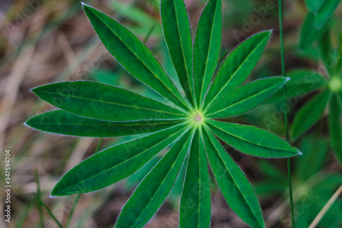 Lupine plant before flowers, green star shaped leaves, nature background.