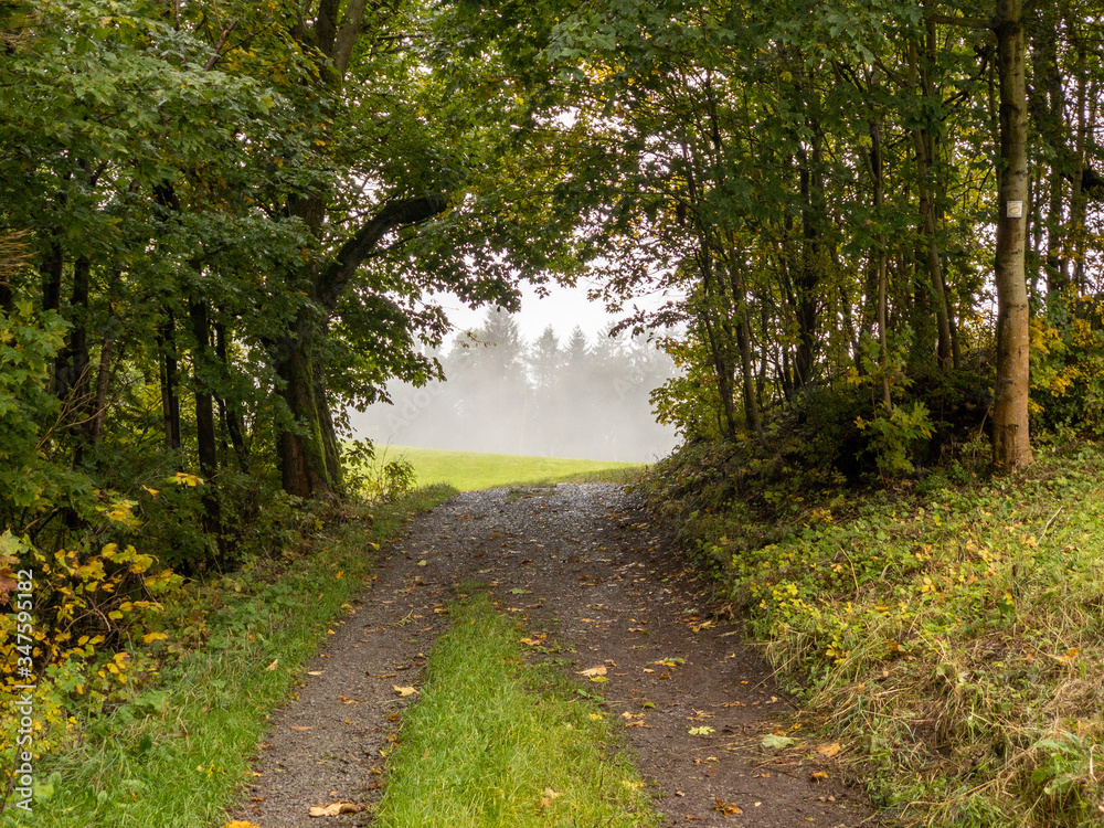 Landschaft in der Rhön - Weg durch Bäume ins freie Feld Landschaft in der Rhön - Weg durch Bäume ins freie Feld