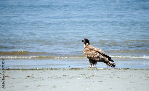 Young bald eagle at Deception Pass park